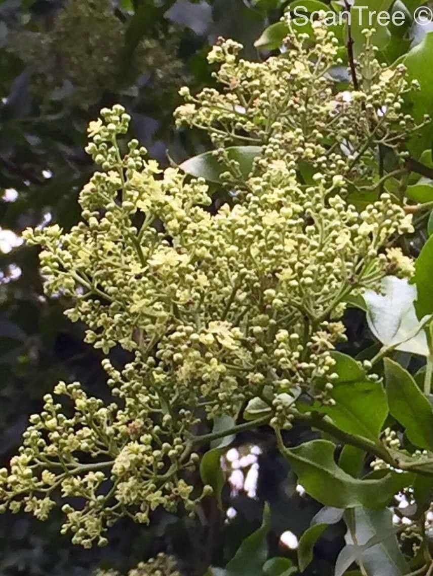 Vepris lanceolata