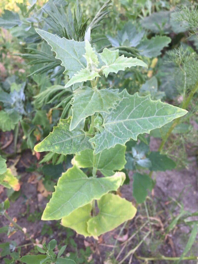 Atriplice sagittata 9