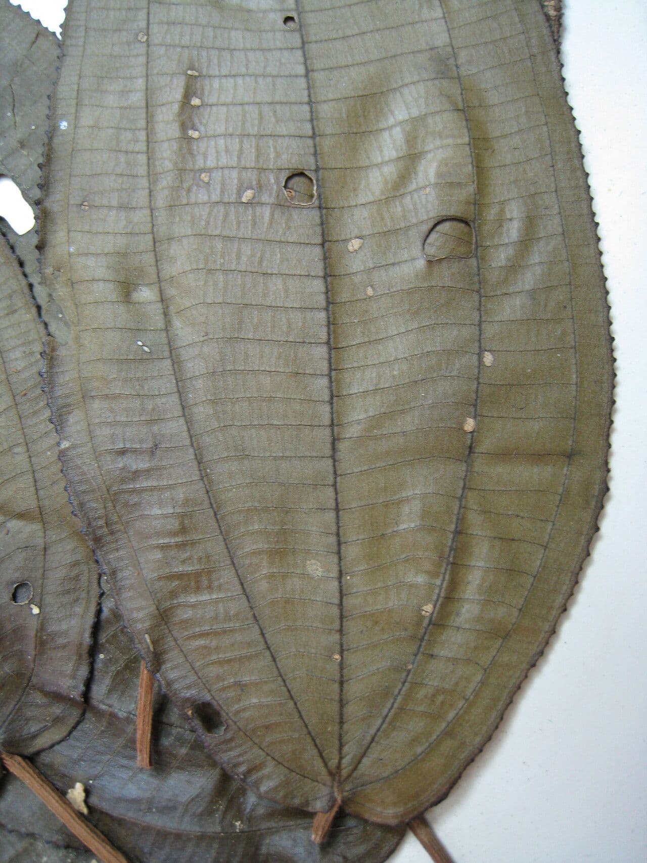 Miconia 8