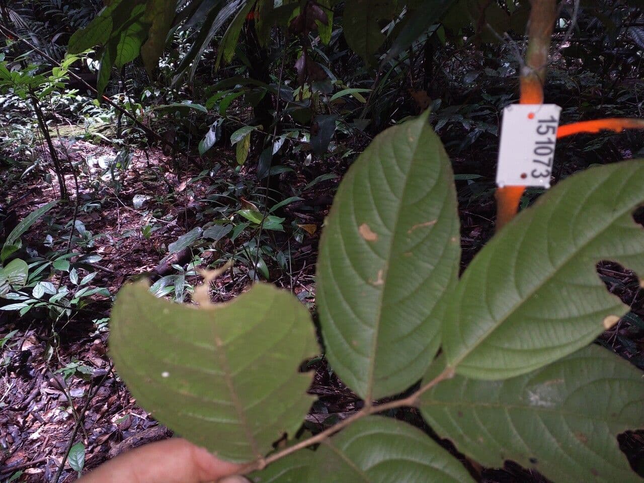 Casearia pitumba 5