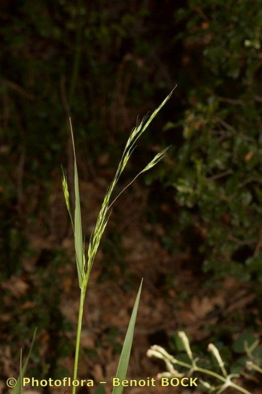 Achnatherum paradoxum 25