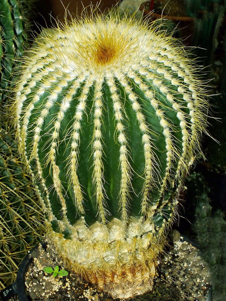 Parodia 6