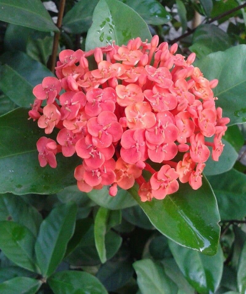 Ixora 3