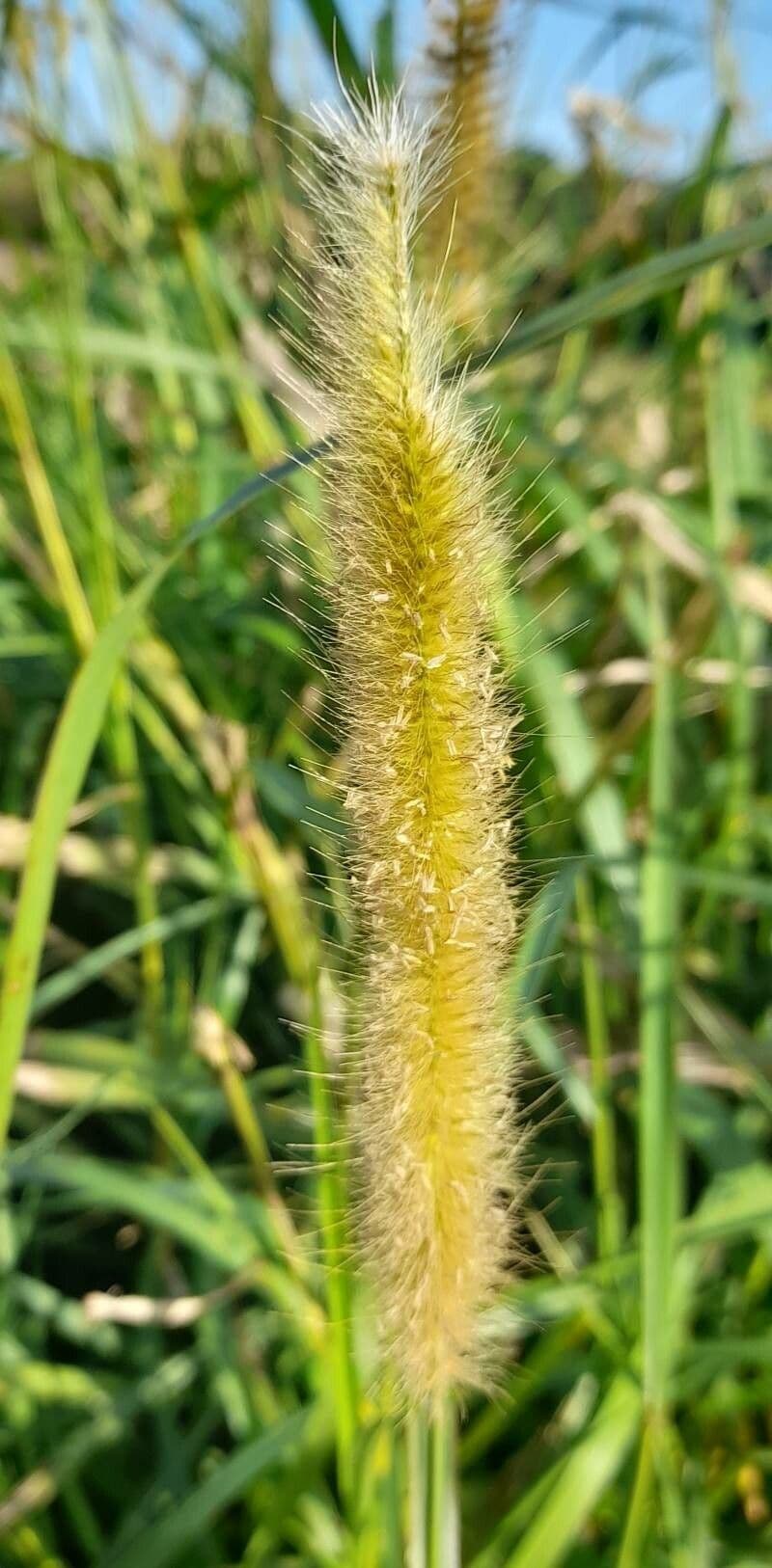 Setaria minore 10