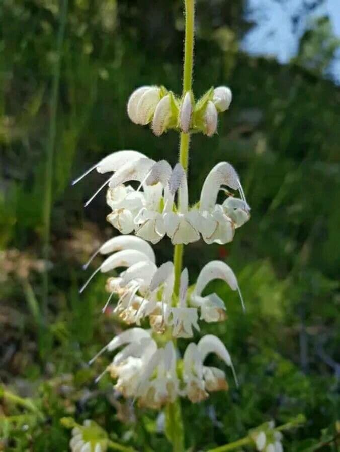 Salvia