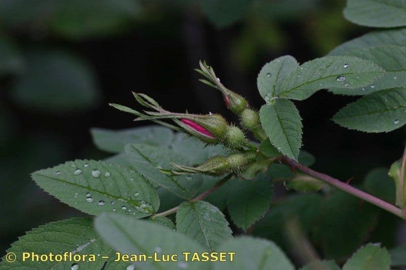 Weiche Rose 24