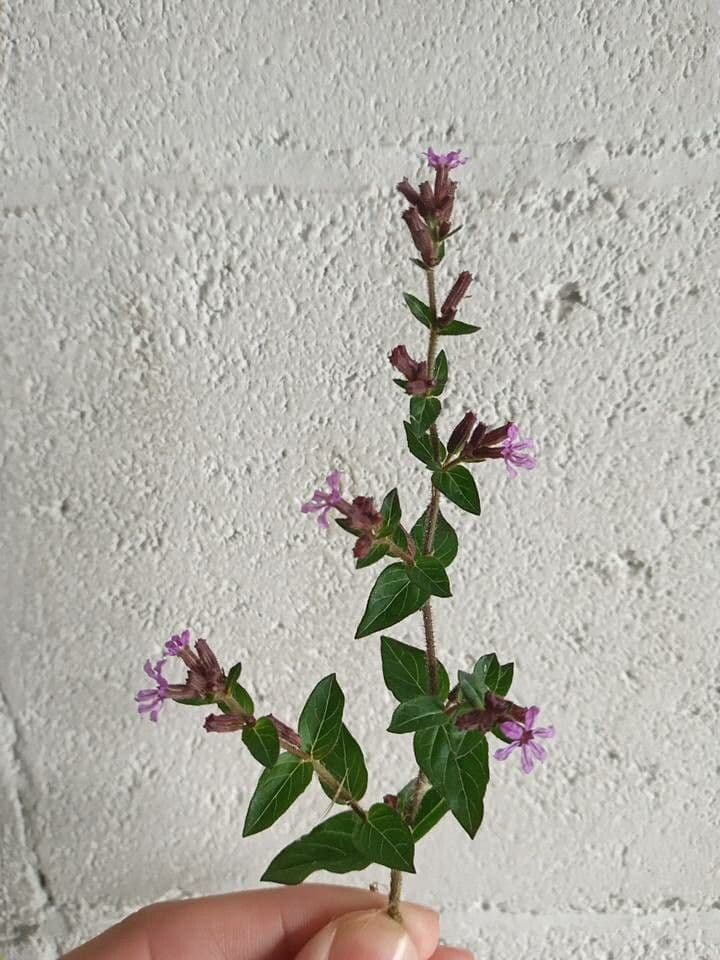 Cuphea