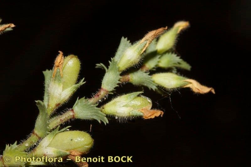 Onide variegata 2