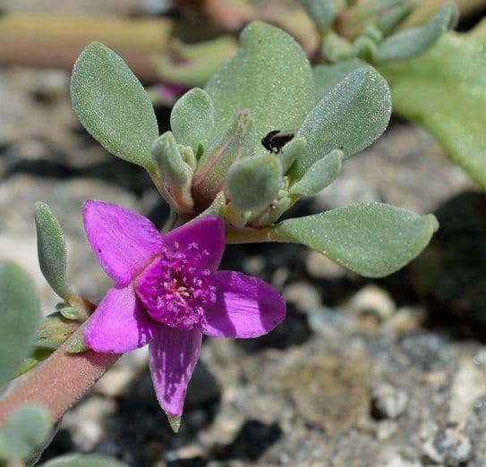 Portulaca occidentale 3