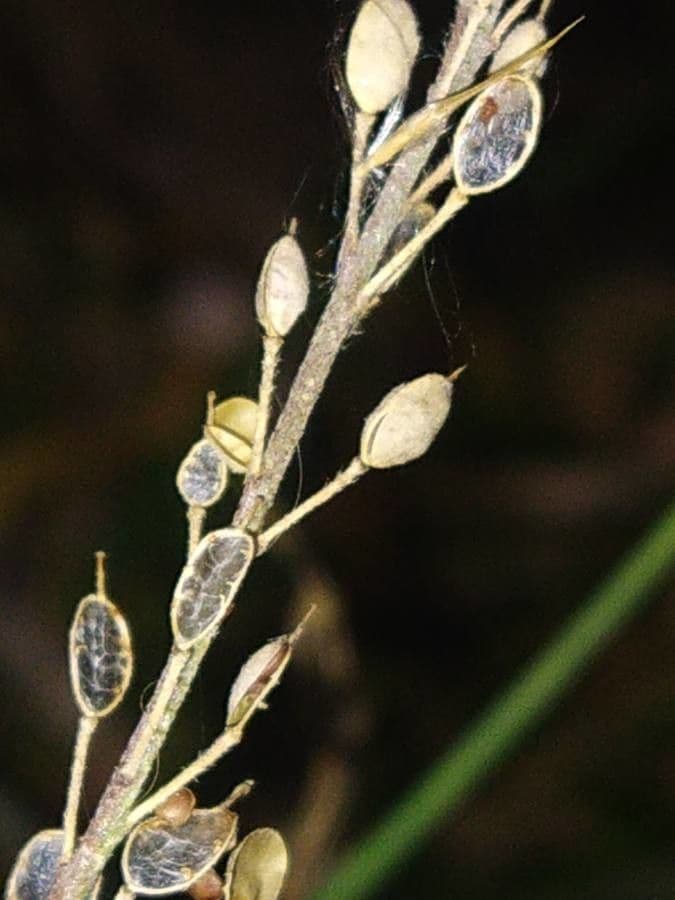 Draba incana 15