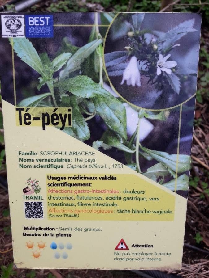 Capraria 19