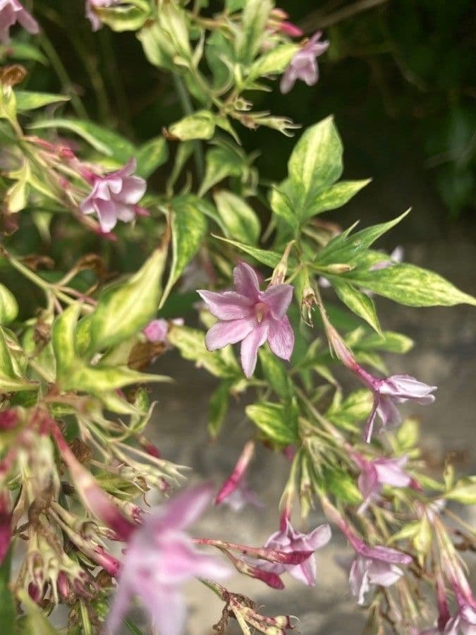 Red jasmine 3