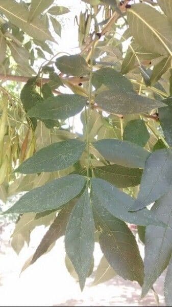 Jasan americký 16