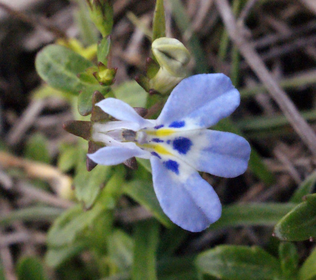 Lobelia strisciante 5