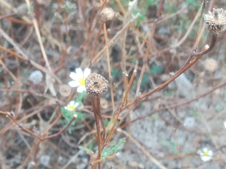 Camomilla marittima