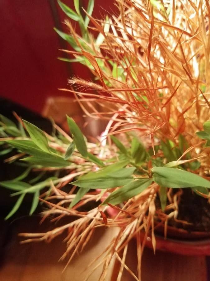 Pogonatherum 11