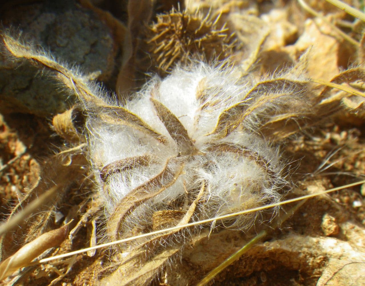 Piantaggine squarrosa