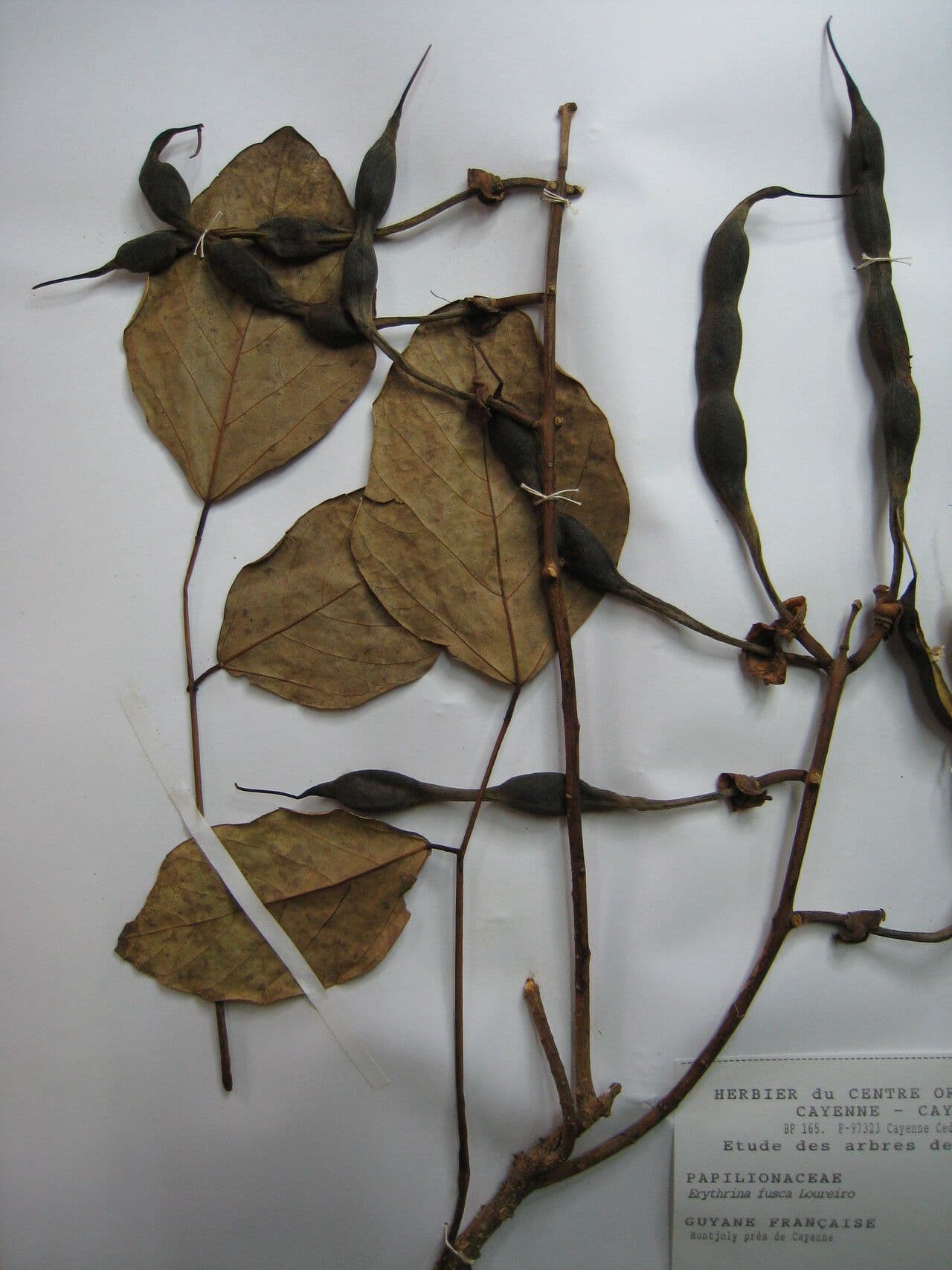 Erythrina bruna 28