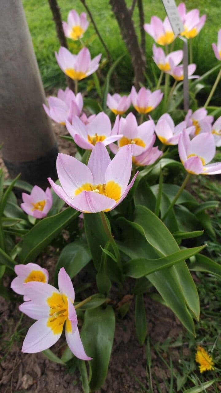 Tulipano 6