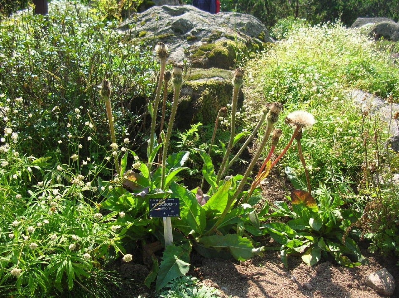 Hypochaeris uniflora 12