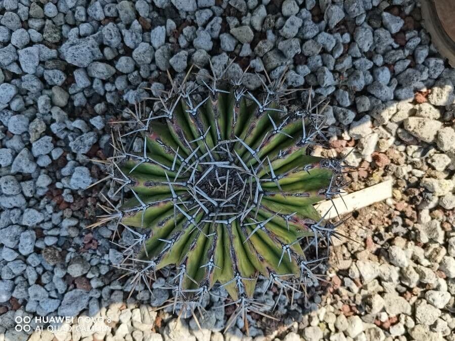 Echinocactus 10