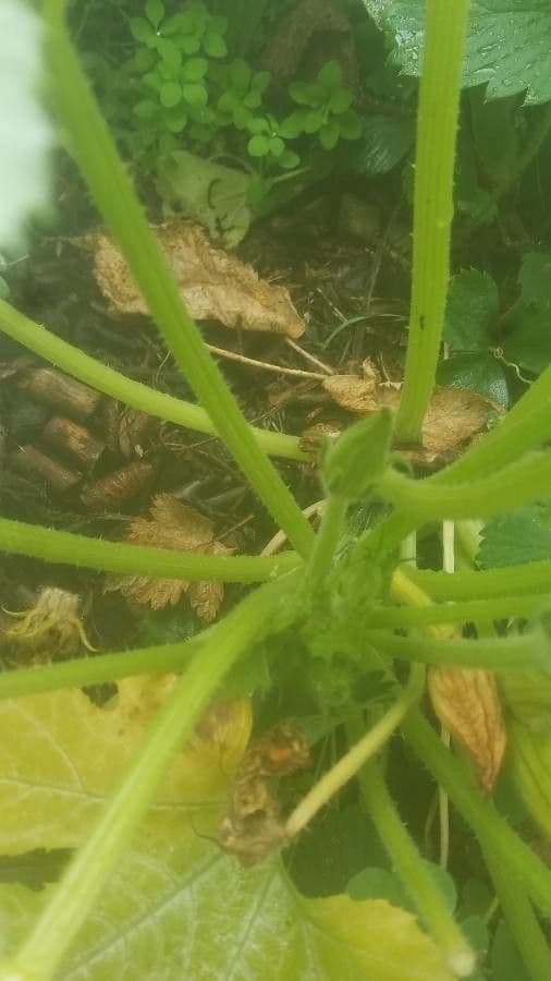 Bitter bottle gourd 21