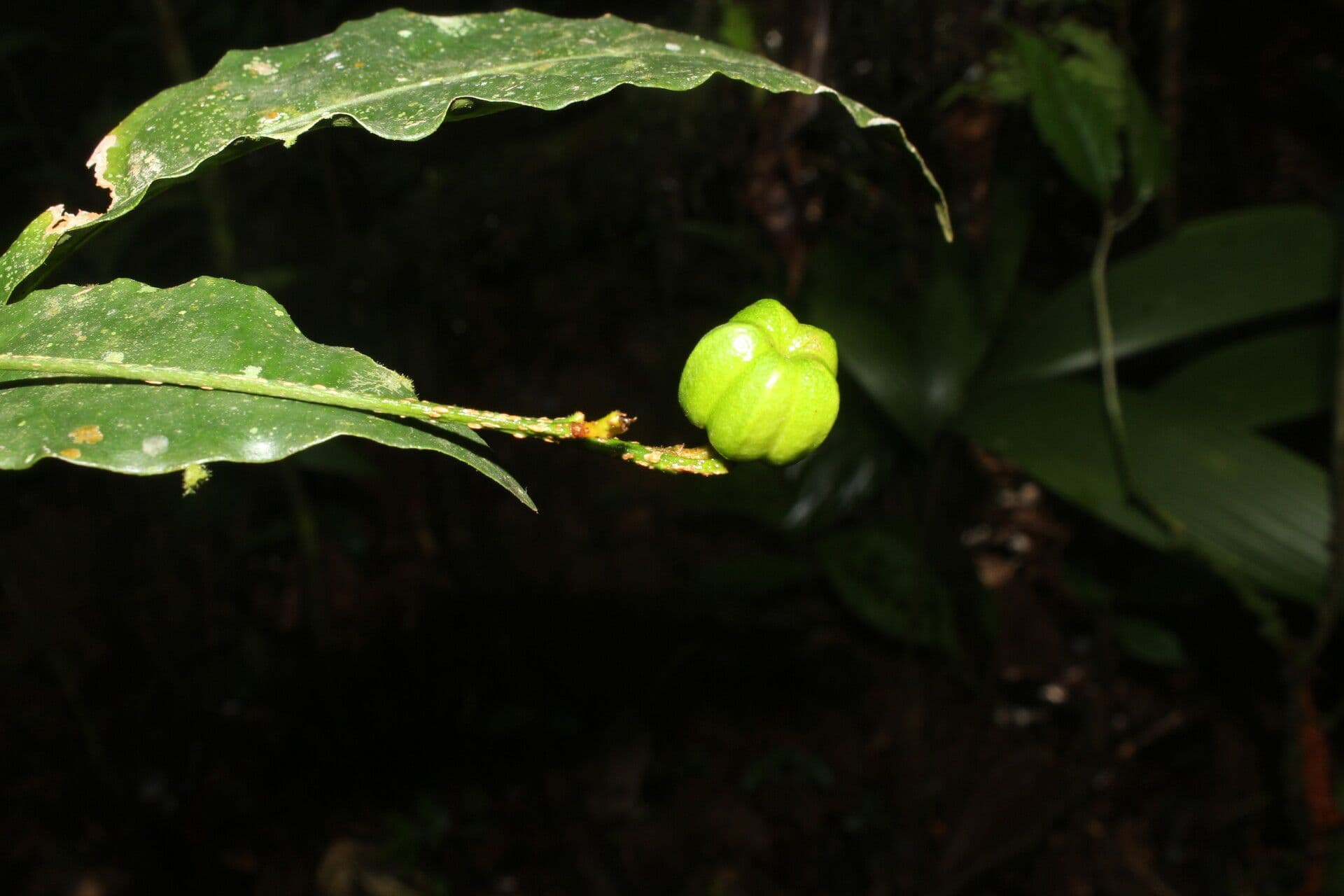 Galipea 2