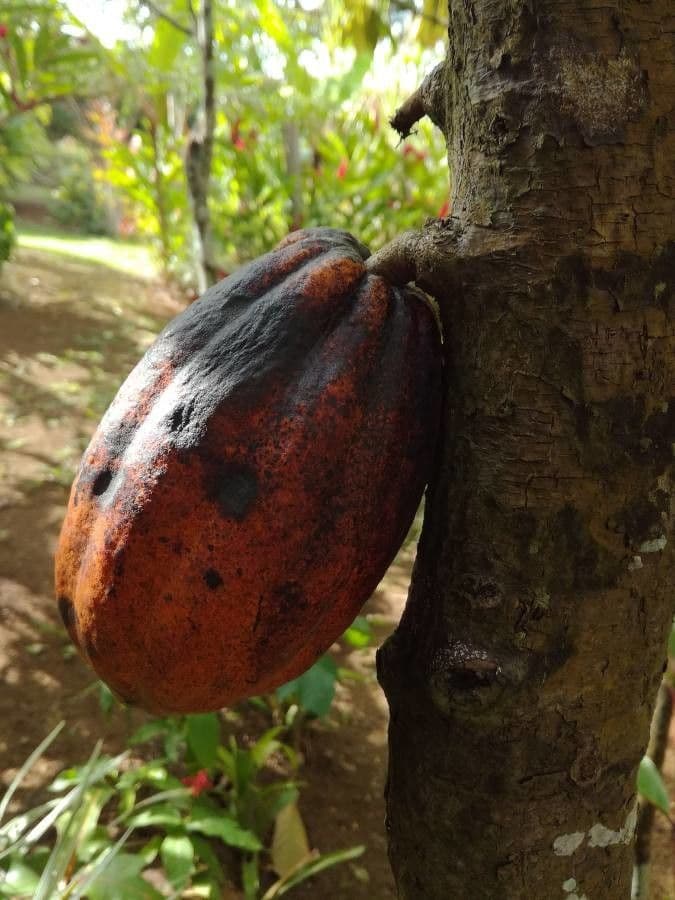 Cacao 2
