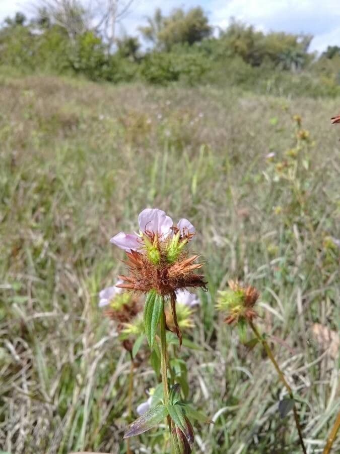 Falsa prateria