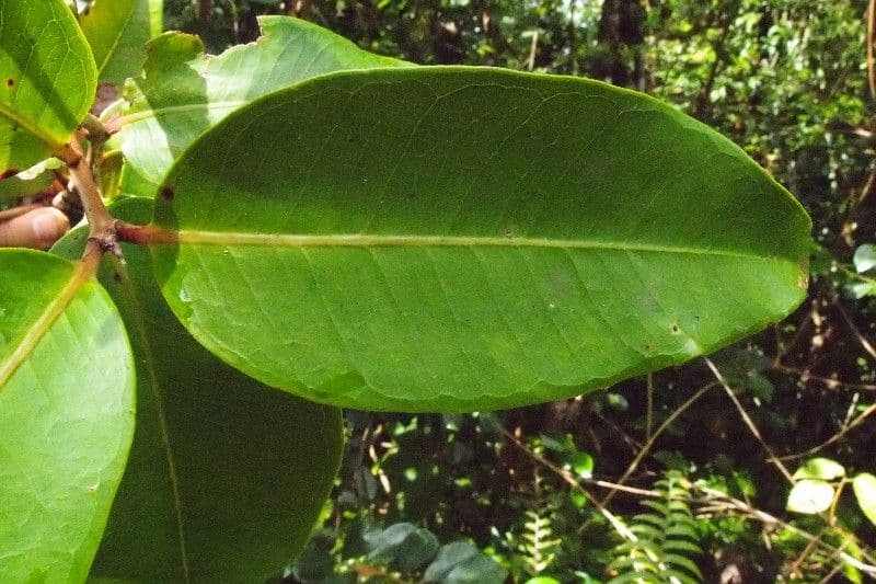 Eugenia 7