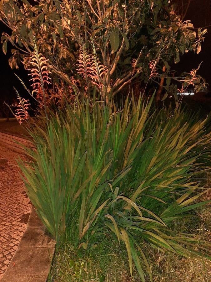 Chasmanthe aethiopica 15