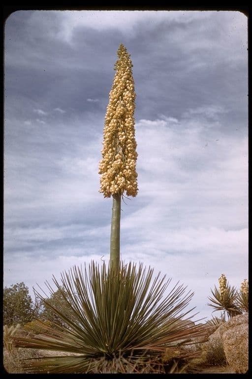 Whipples Yucca 11