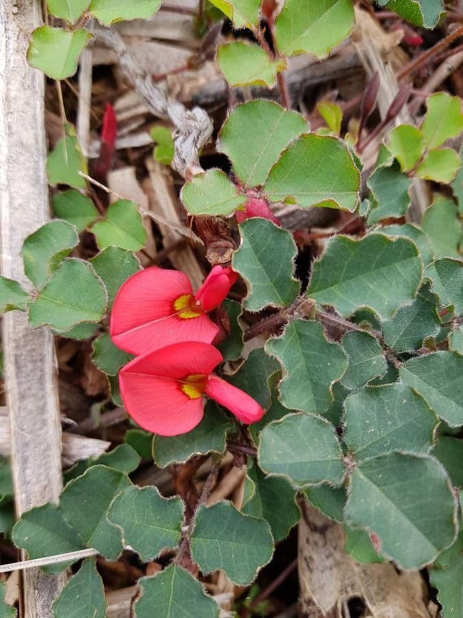 Kennedia prostrata