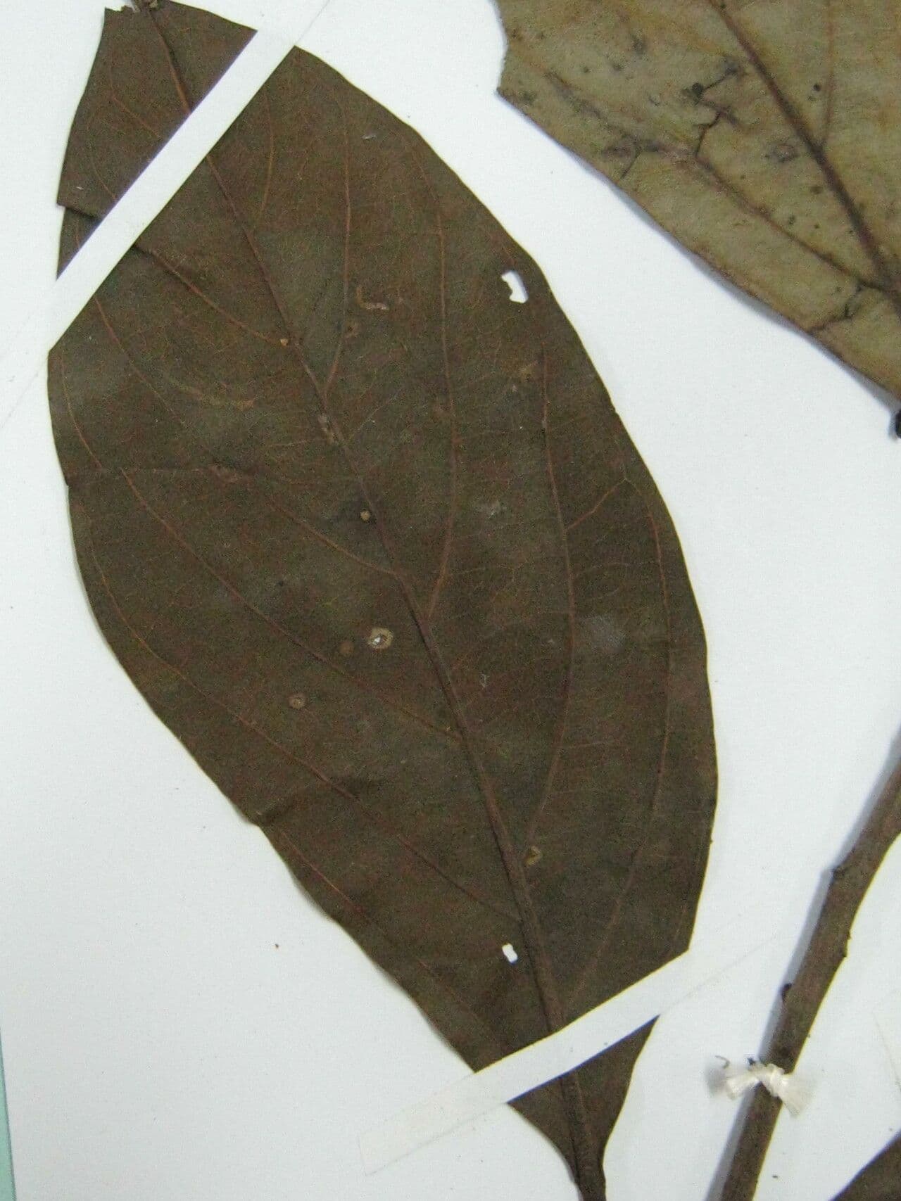 Ocotea 3