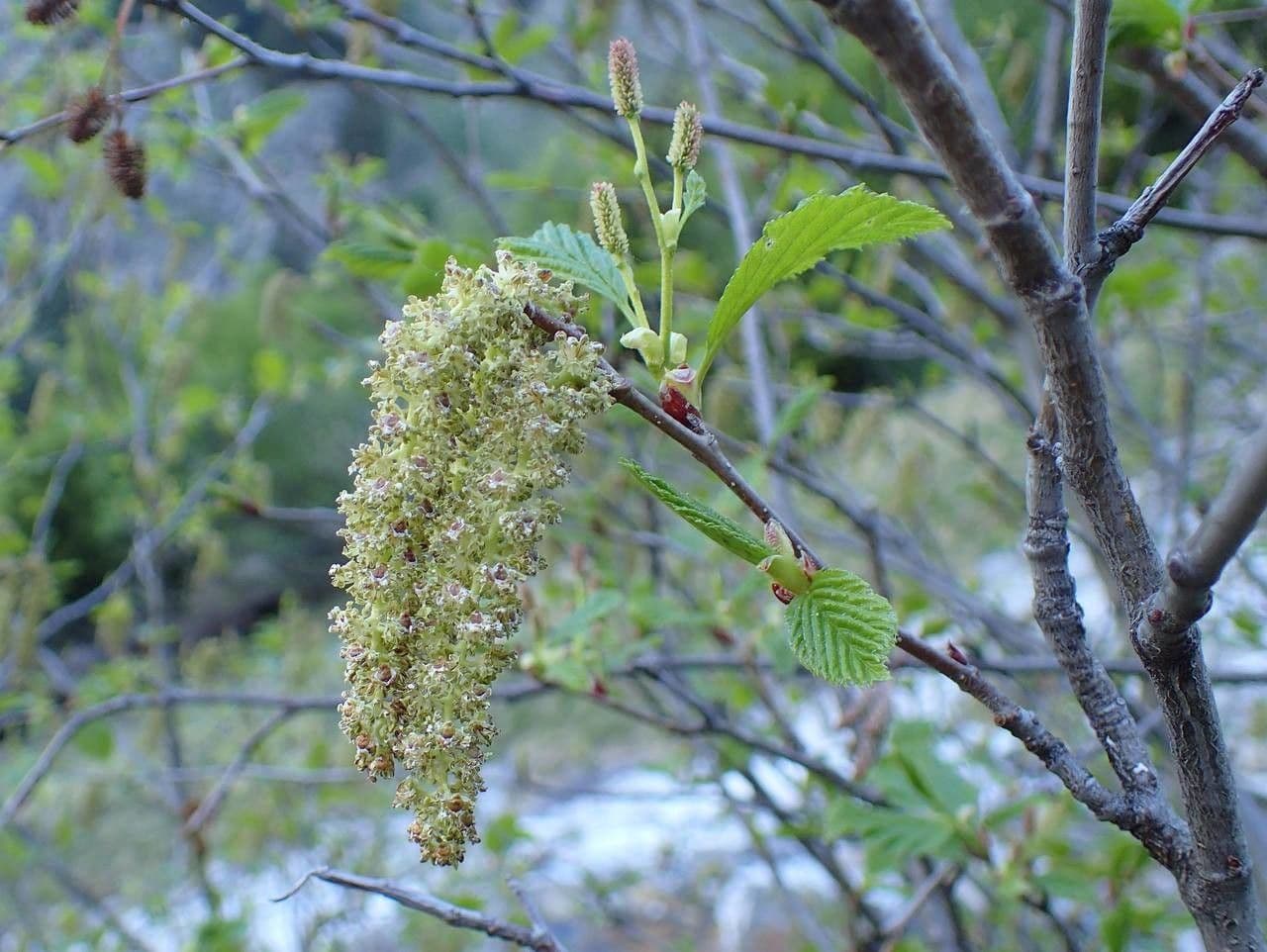 Ontano verde 5