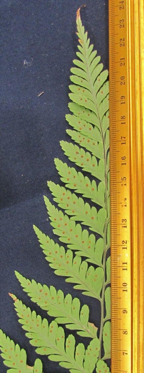 Dryopteris patula 4