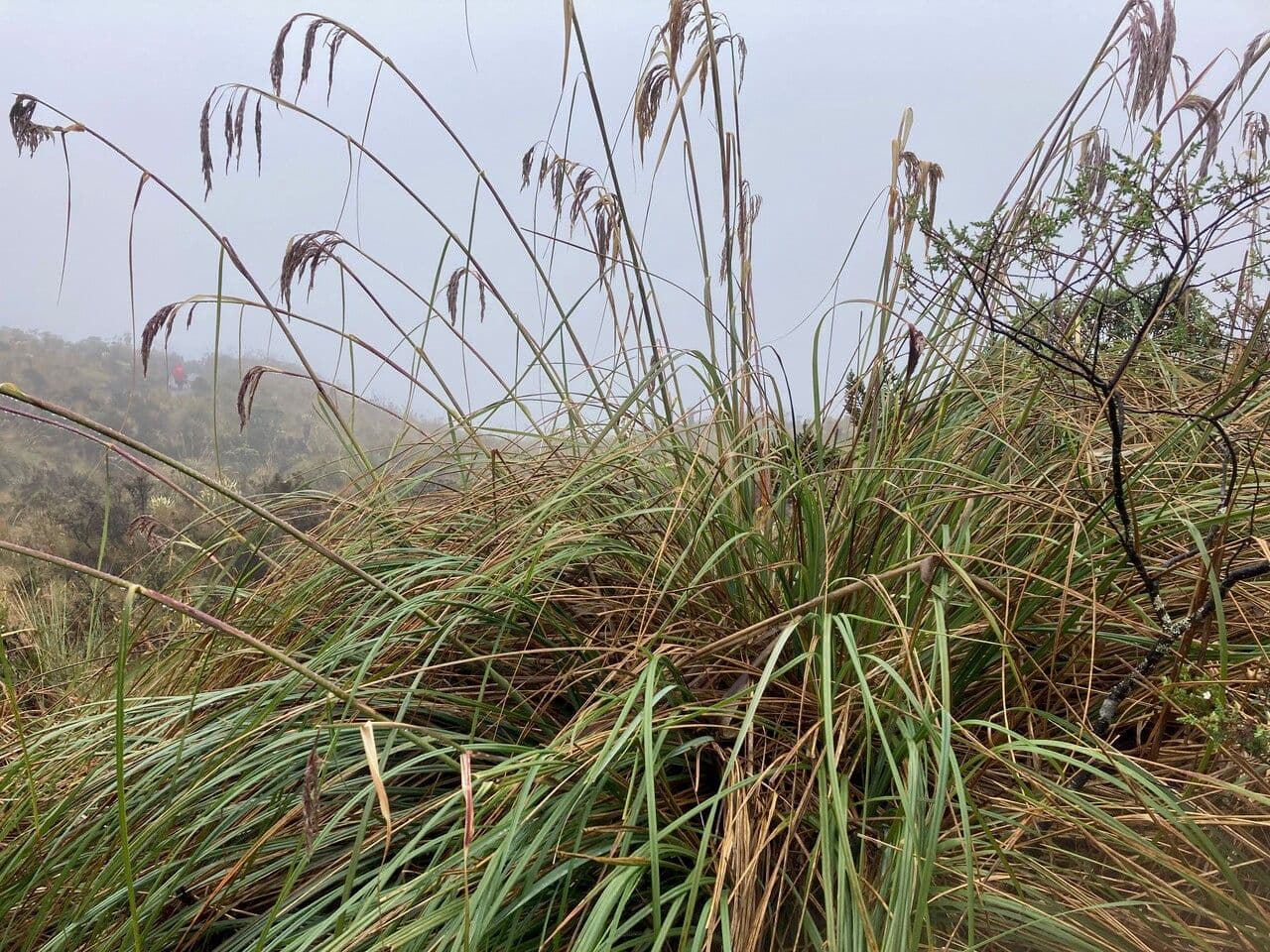 Cortaderia nitida 8