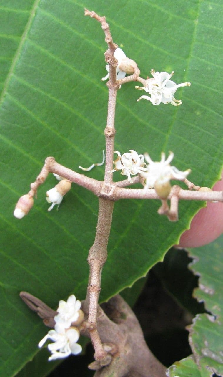 Miconia 12