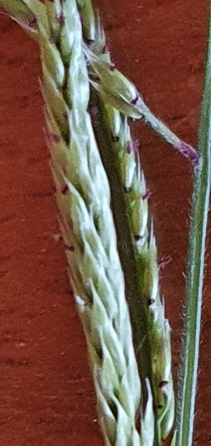 Eriochloa 5
