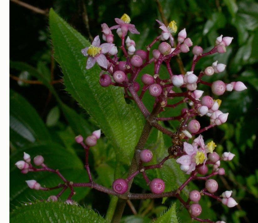 Conostegia 20