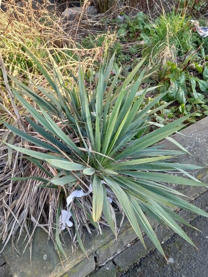 Schopf-Yucca 12
