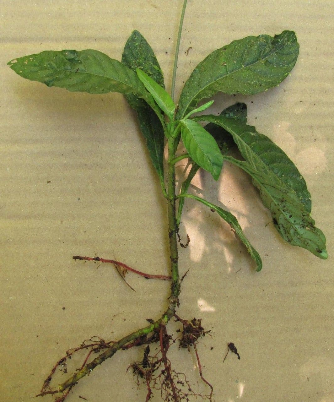 Aphelandra 5