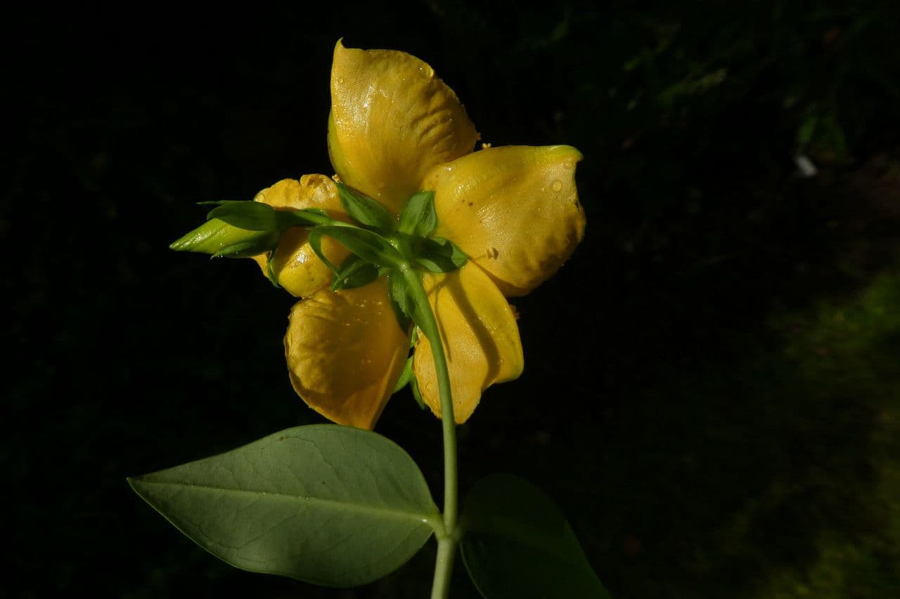 Millepertuis 5