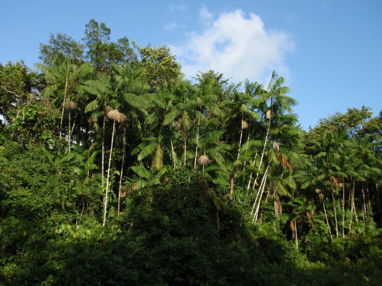 Açai 15