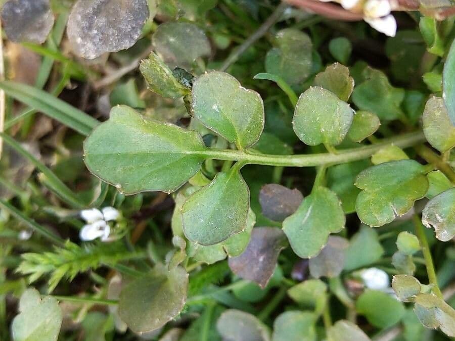 Cardamine parviflora 20