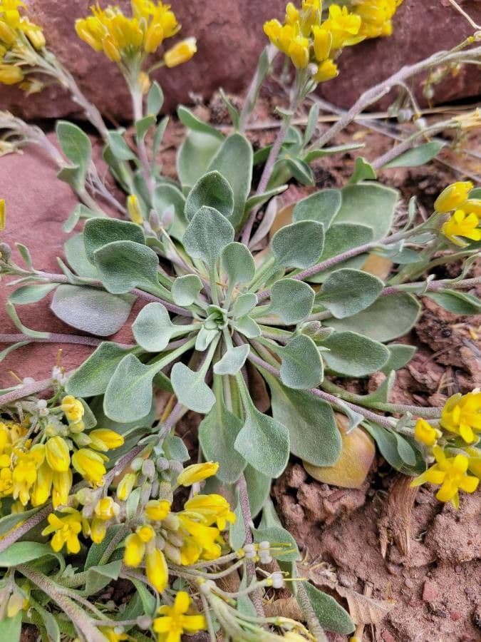 Physaria 15