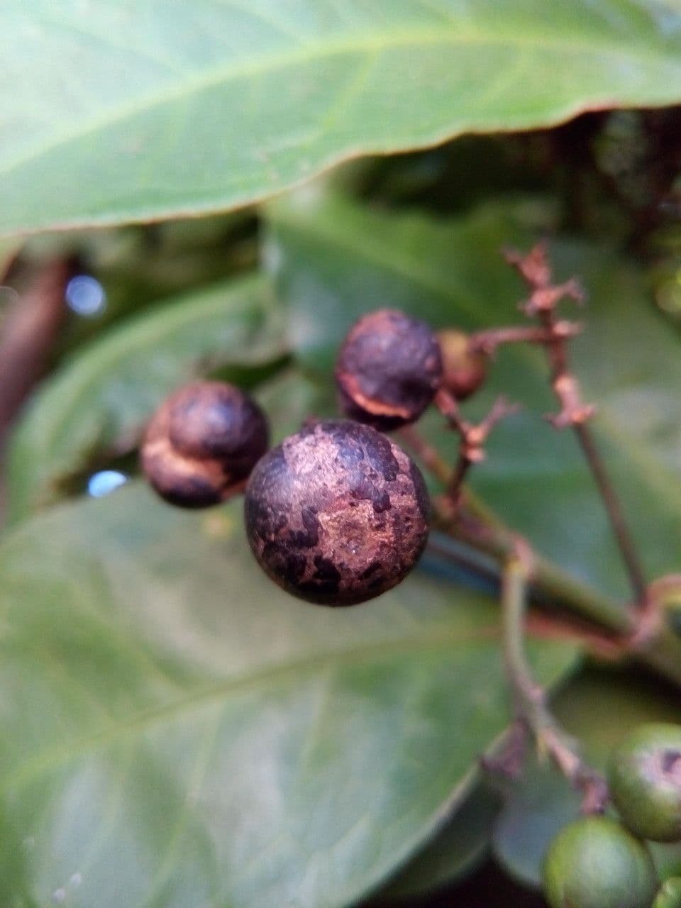 Ixora 2