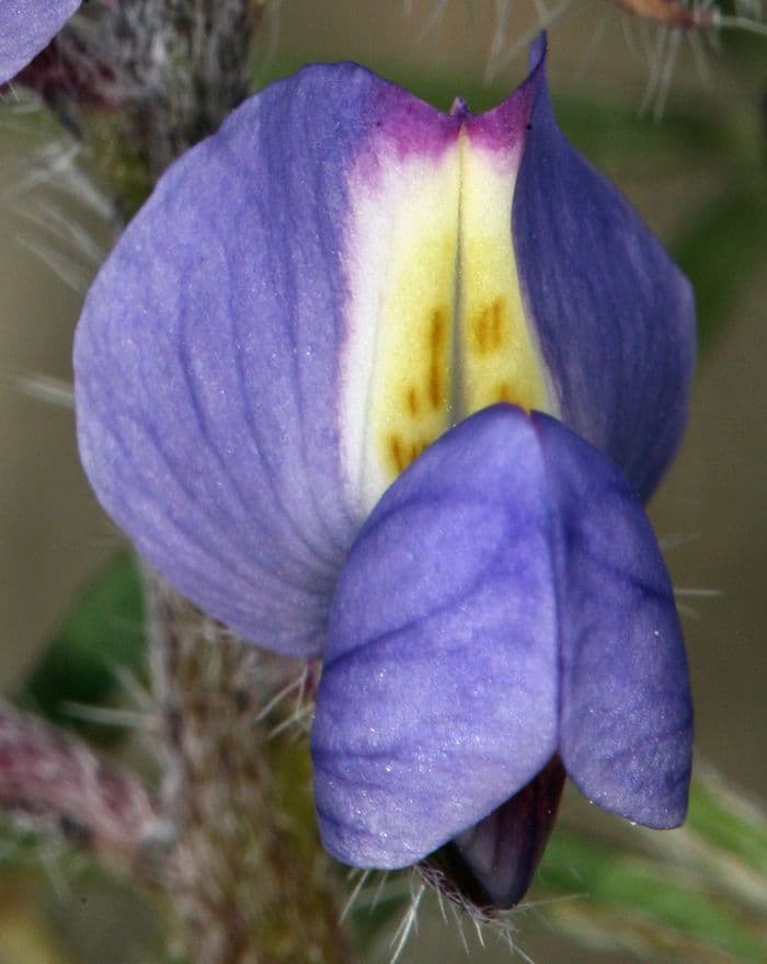 Łubin Coultera 5