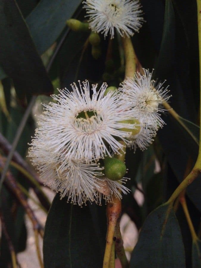 Schnee-Eukalyptus 7