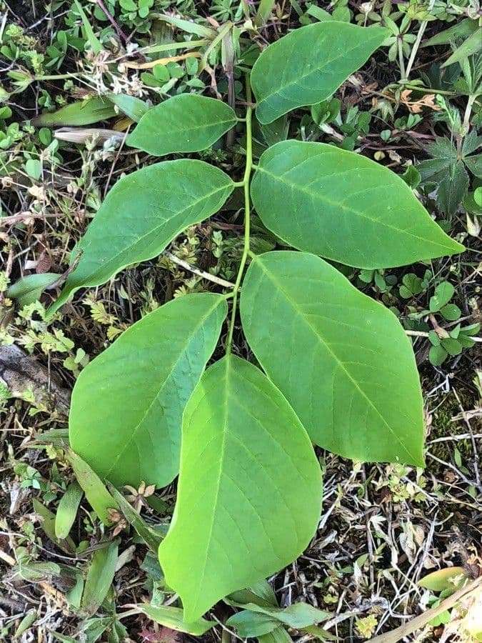 Cladrastis kentukea 18